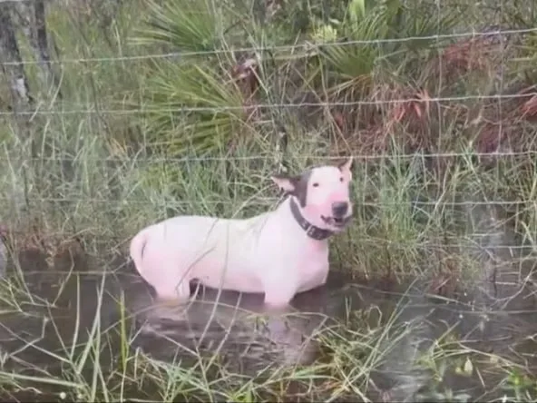 VÍDEO: Policiais na Flórida salvam cachorro amarrado a uma cerca antes da chegada do furacão Milton