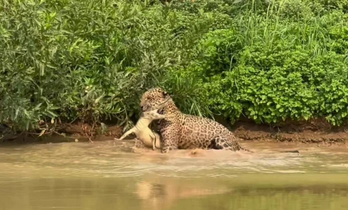 VÍDEO: No Pantanal, onça é filmada atacando jacaré que se alimentava à beira de rio