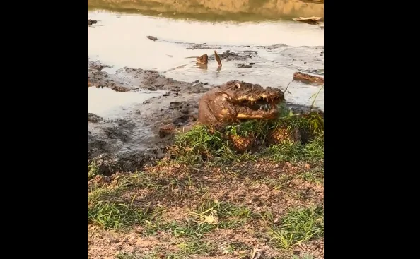 VÍDEO: Homem filma jacaré atolado na lama em igarapé de Manaus