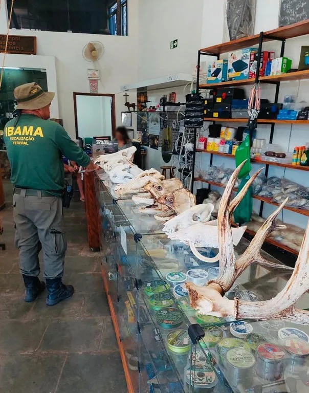 Ibama apreende exposição ilegal de partes de animais silvestres no Mato Grosso do Sul