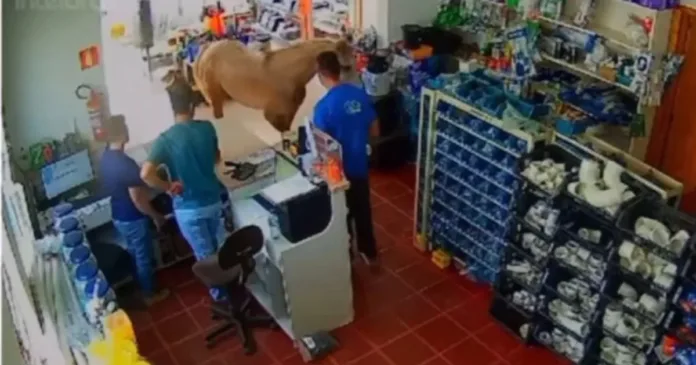 VÍDEO: Cavalo invade loja e causa confusão em cidade do RS