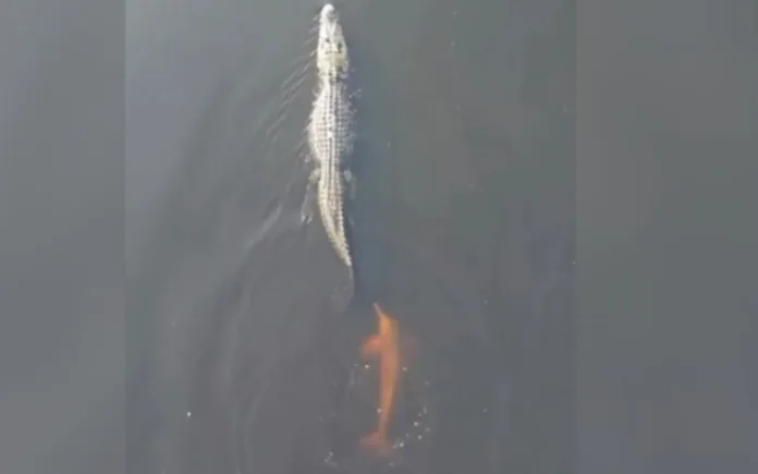 Um vídeo que mostra um boto-cor-de-rosa nadando junto a um jacaré em um rio da Amazônia ganhou o coração dos internautas