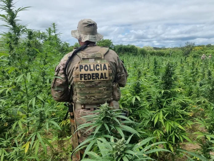 PF destrói 255 mil pés de maconha no interior de Pernambuco