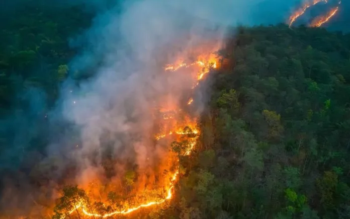 Os incêndios que atingiram todos os biomas brasileiros em 2024 danificaram uma área de tamanho equivalente ao Tocantins