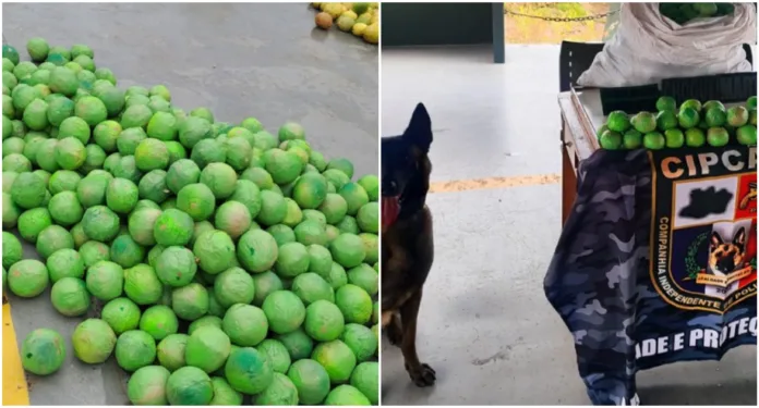 Cocaína em formato de limões avaliada em quase R$ 3 milhões é apreendida no AM