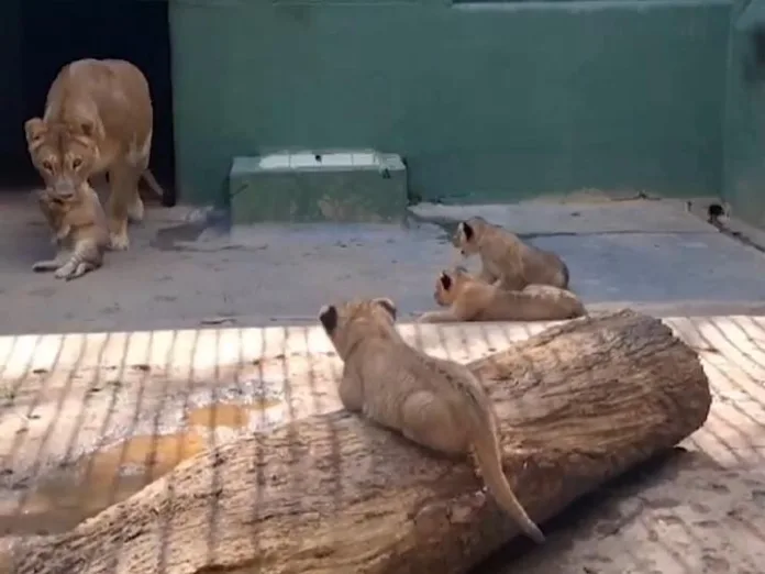 VÍDEO: Quatro filhotes de leão nascem no Zoológico de SP