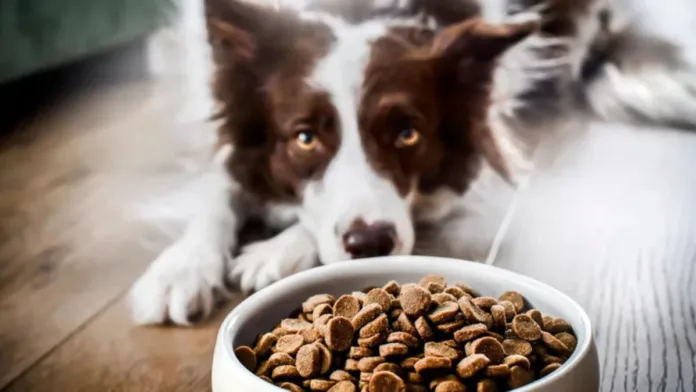 Falta de energia ou apatia do cachorro é um dos sinais que o animal precisa ingerir mais proteínas no dia a dia