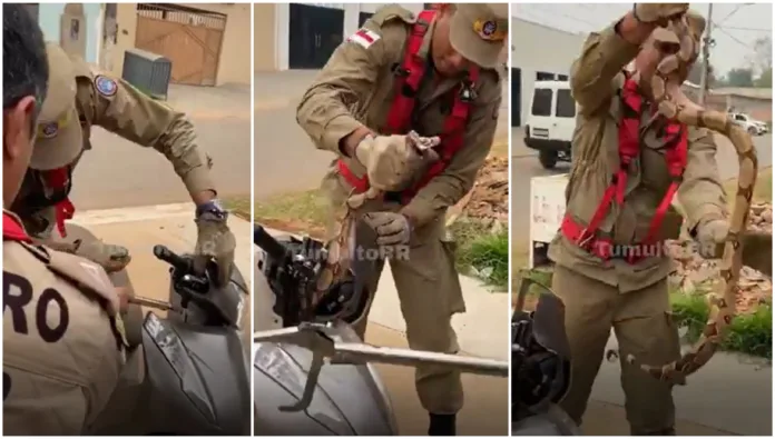 VÍDEO: Mulher encontra cobra dentro de carenagem de moto, em Manaus