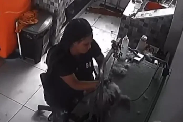 VÍDEO: Cachorro morre durante tosa em pet shop, pendurado pela coleira, no DF