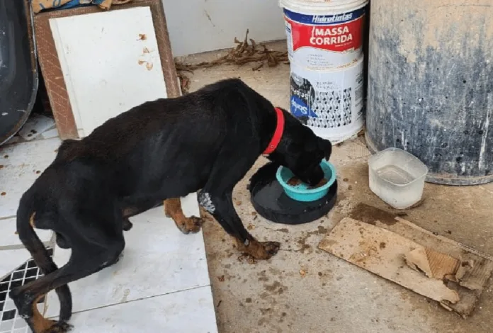 Cachorro vítima de maus-tratos. (Foto: Divulgação/PC-AM)