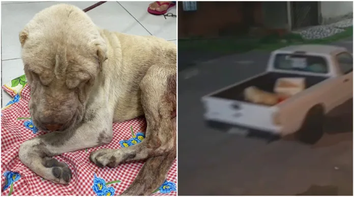 Suspeito de maus-tratos recebeu R$ 50 para abandonar cachorro em rua de Manaus