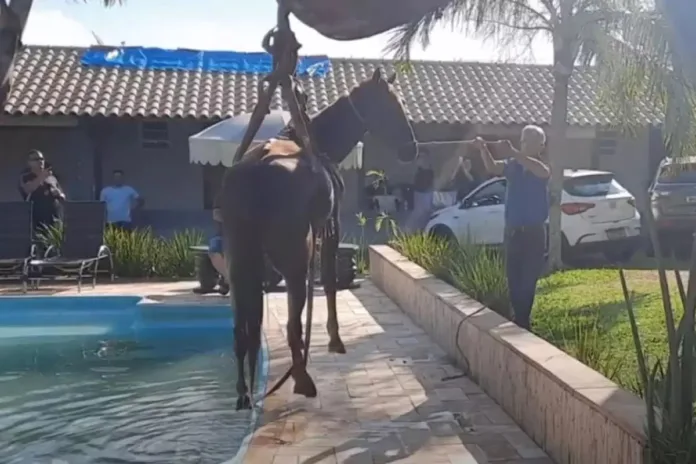 VÍDEO: Cavalo cai em piscina e é resgatado com retroescavadeira, no interior de SP