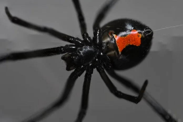 Bizarro: Mulher mói aranha viúva-negra, injeta em si mesma e vai parar no hospital