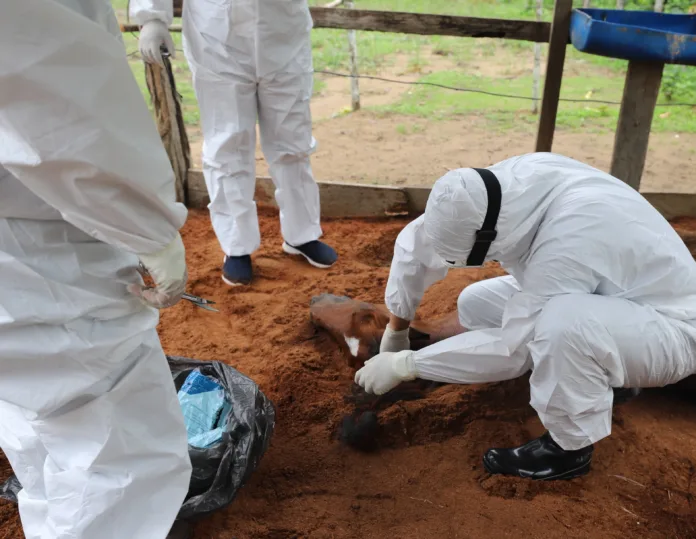 Morte de cavalo em chácara é investigada após suspeita de feno contaminado em Manaus