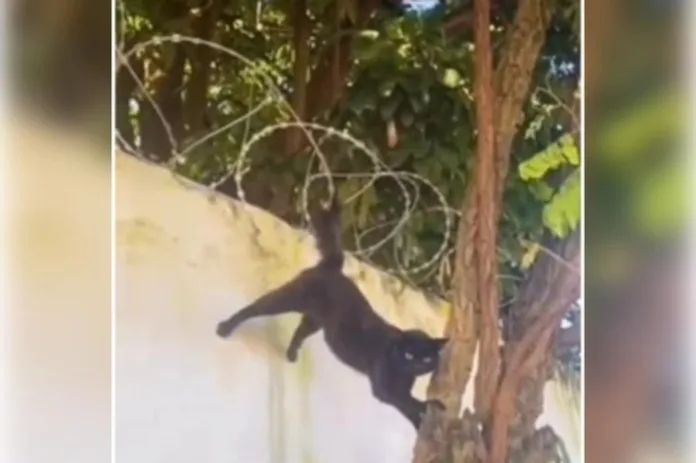 VÍDEO: Bombeiros resgatam gato com rabo preso em arame farpado, em GO