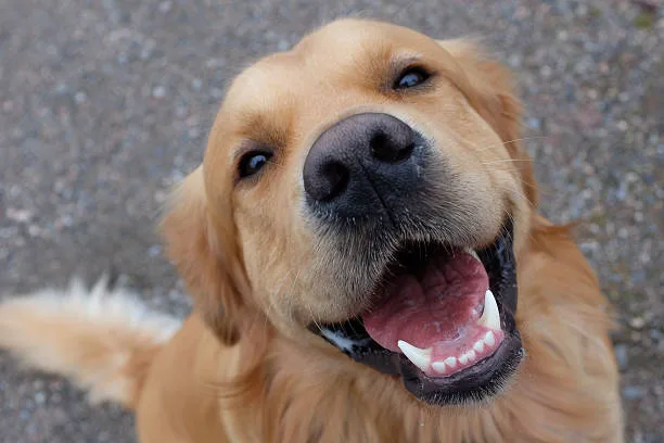 Saiba como escovar os dentes do cachorro corretamente