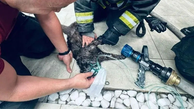 bombeiros, gato, incêndio, Taubaté