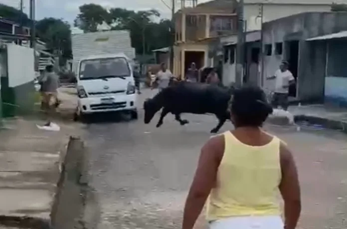 Episódio deixou moradores assustados em Nhamundá. (FOTO: Reprodução)