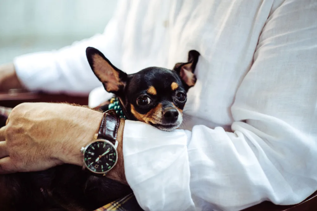 Cachorros sentem ciúmes? Especialistas explicam atitudes caninas