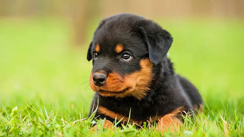 Qual a potência da mordida de um Rottweiler? Descubra a força impressionante da raça