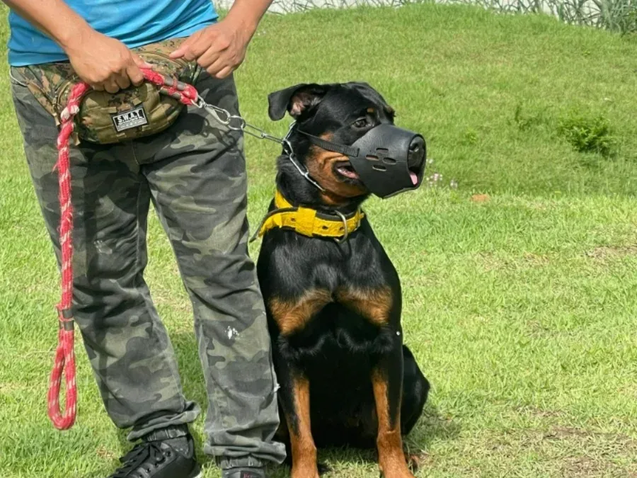Saiba mais sobre o Projeto de Lei que define regras para criação e comércio de cães de raças potencialmente perigosas