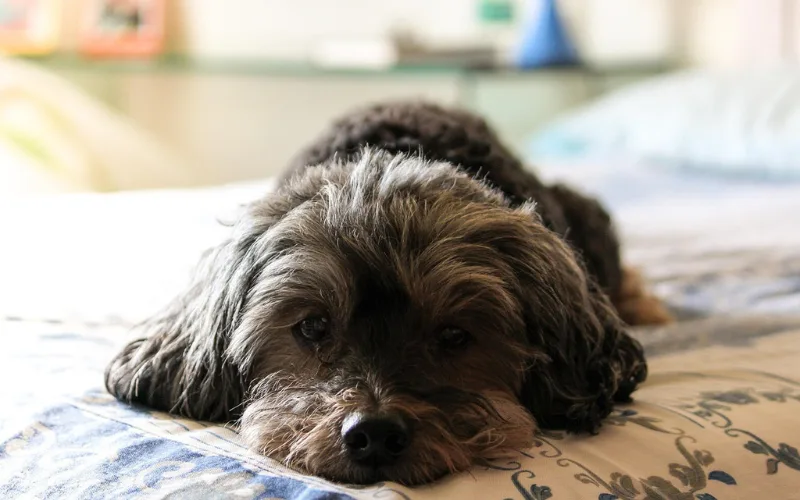 Funcionários podem ser liberados para levar seus pets ao veterinário - (Foto: Banco de imagens/Pixabay).