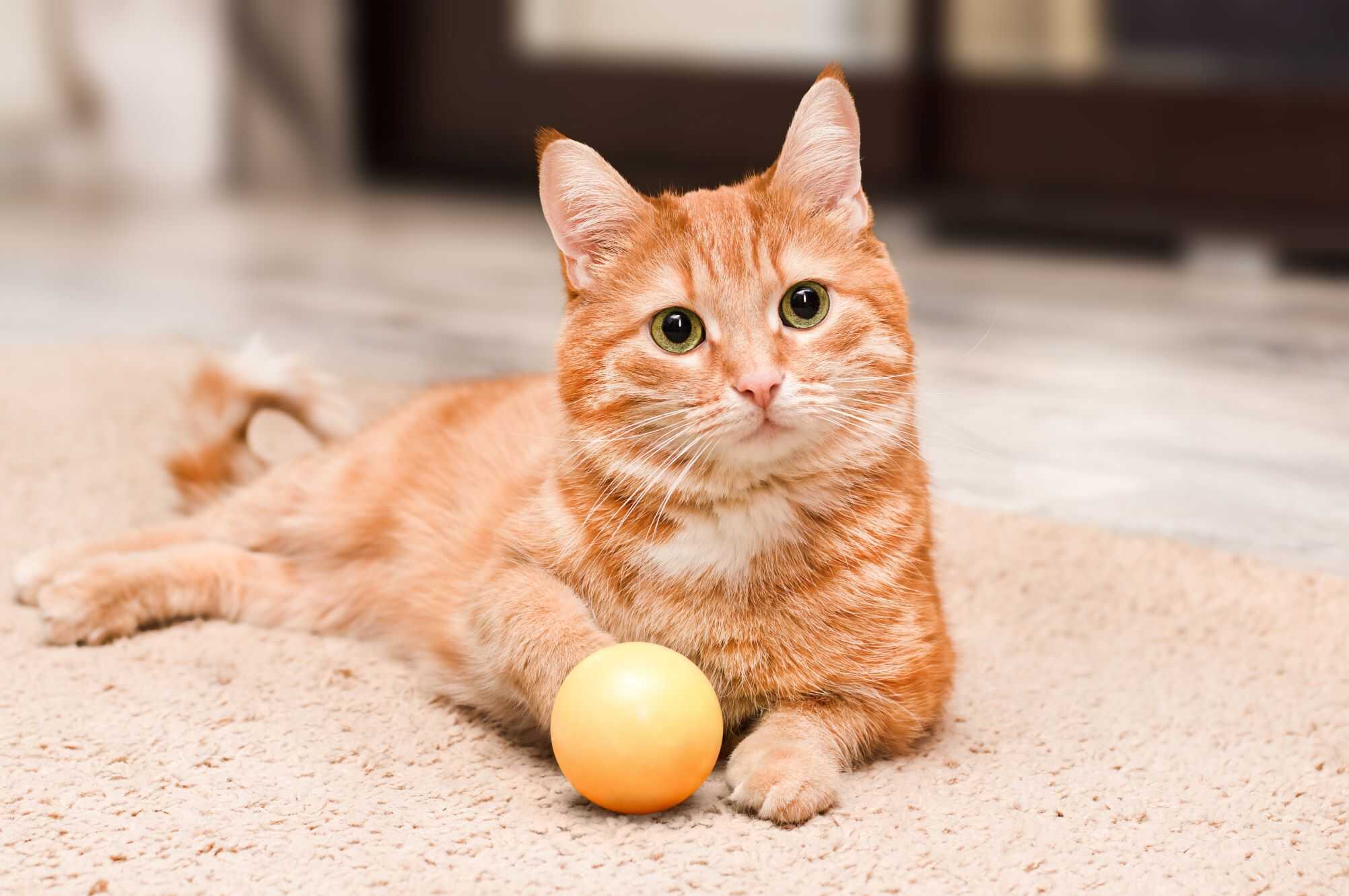 Gato laranja - gatos