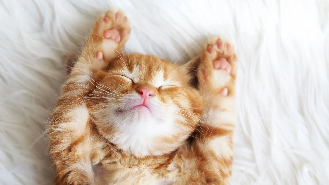 gato, gatos