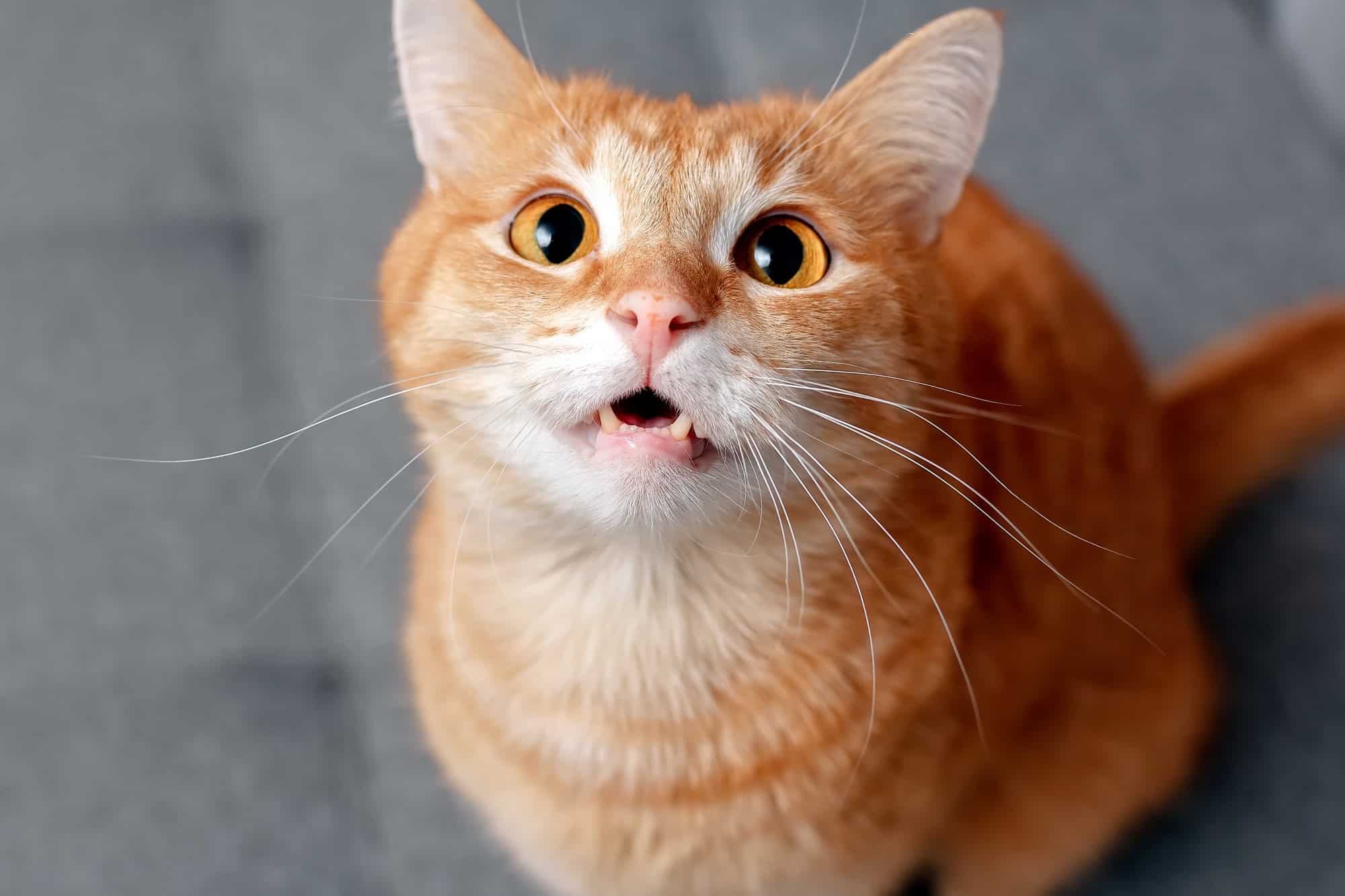 gato, gatos, gatos laranjas